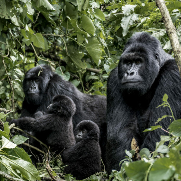 mountain-gorillas-in-virunga-national-park