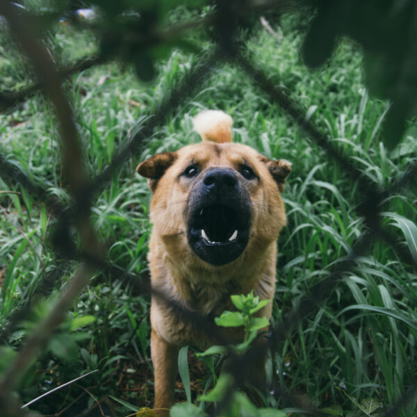 dog-behind-fence