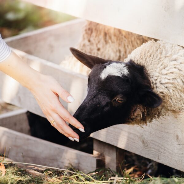woman-feeding-a-sheep-with-her-hands-on-a-farm